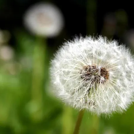 Charmantes Refugium, Harz * Wildemann