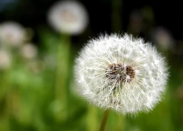 Charmantes Refugium, Harz * Wildemann